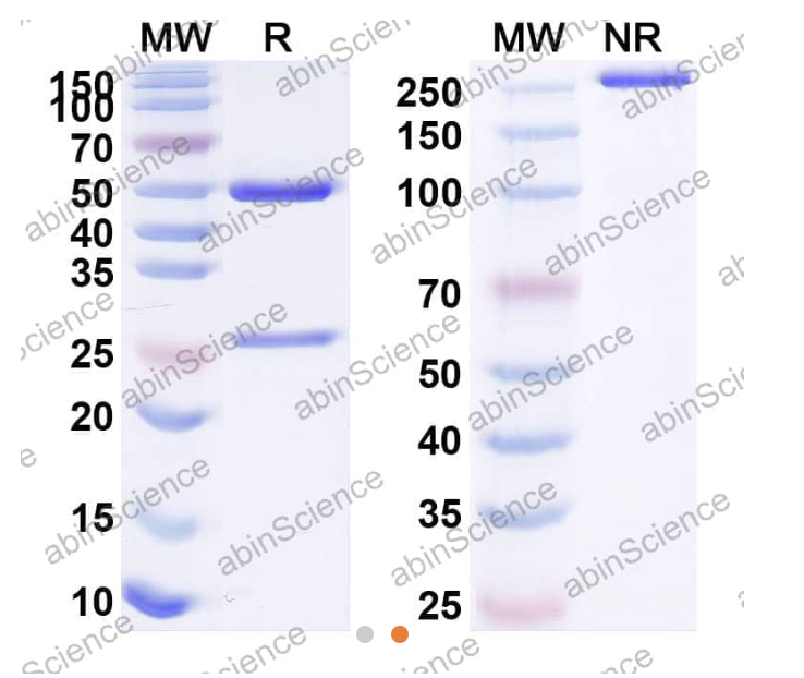 Abinscience Anti-Human APP Reference Antibody (Aducanumab, RUO) (HY235046)