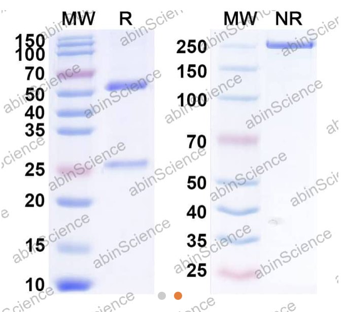 Abinscience Anti-Human APP Reference Antibody (Solanezumab, RUO) (HY235056)