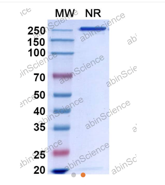 Abinscience Anti-Human APP Reference Antibody (Bapineuzumab, RUO) (HY235076)