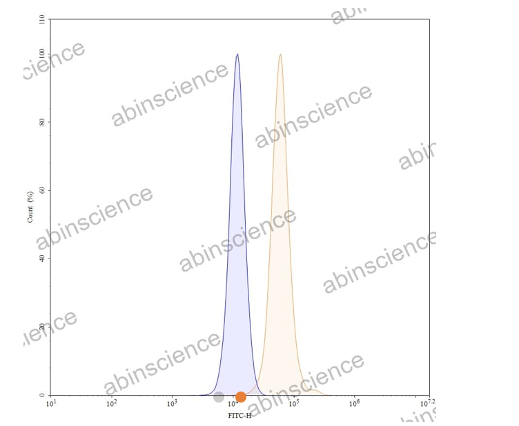Abinscience Anti-Human Tau Reference Antibody (PNT001, RUO) (HY086086)