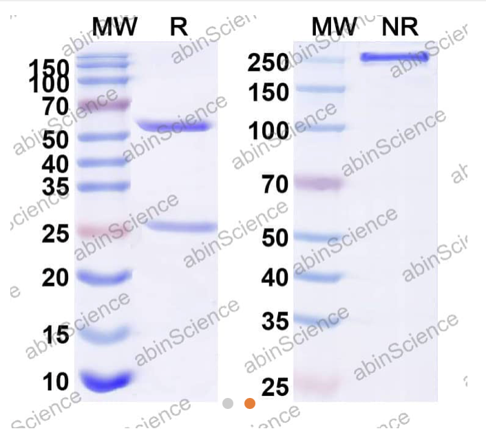 Abinscience Anti-Human Tau Reference Antibody (BIIB076, RUO) (HY086126)