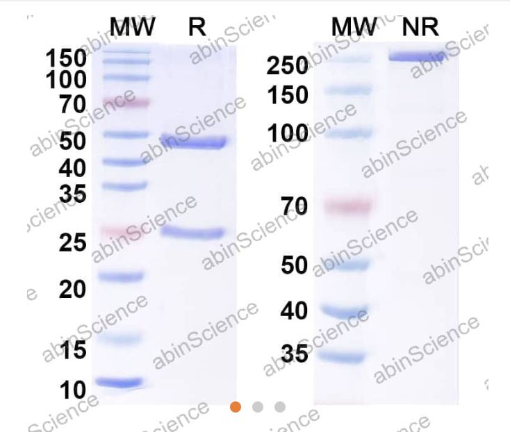 Abinscience Anti-Human Tau Reference Antibody (DC8E8, RUO) (HY086013)