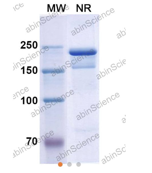 Abinscience Anti-Human Tau Reference Antibody (Semorinemab, RUO) (HY086046)