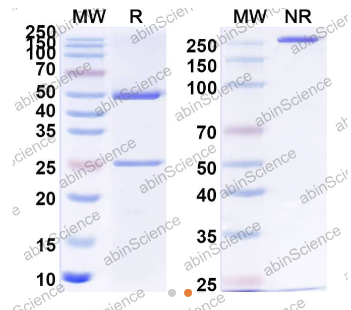 Abinscience Anti-Human APP Recombinant Antibody (3D6) (HY235063)