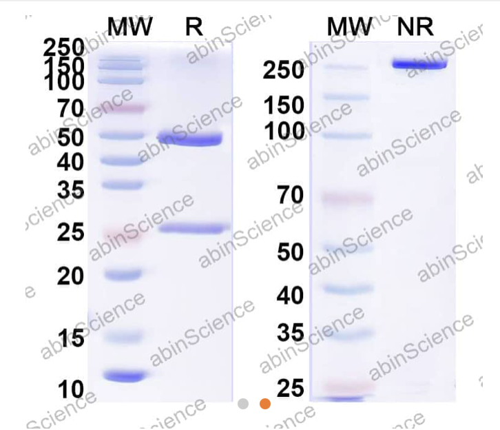 Abinscience Anti-Human Phospho-Tau (pS202/pT205) Recombinant Antibody (AT8) (HY086123)