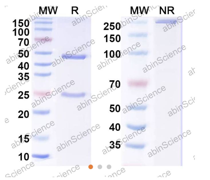 Abinscience Anti-Phospho-Tau (pS396/pS404) Recombinant Antibody (SAA0295) (HY086083)