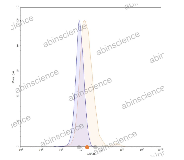 Abinscience Anti-Phospho-Tau (pS396/pS404) Recombinant Antibody (SAA0295) (HY086083)