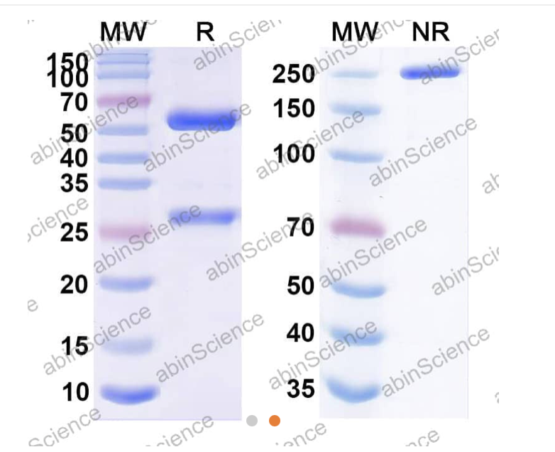 Abinscience Anti-Human Siglec-3/CD33 Reference Antibody (Lintuzumab, RUO) (HB185026)