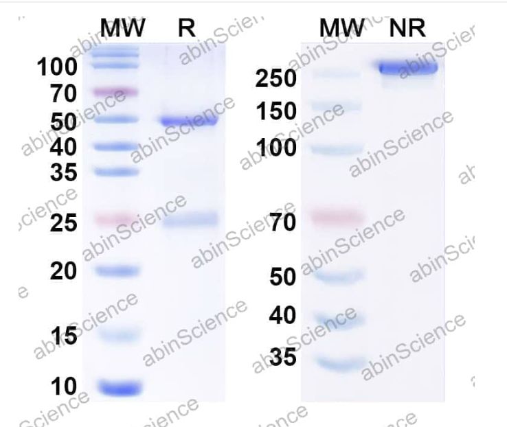 Abinscience Anti-Human APP Reference Antibody (CSIRO anti-amyloid Beta scFv, RUO) (HY235256)