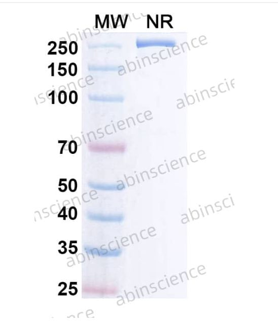 Abinscience Anti-Human APP Reference Antibody (Remternetug, RUO) (HP849026)
