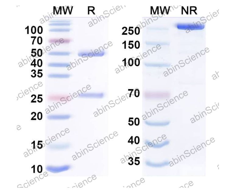 Abinscience Anti-Human APP/Protease Nexin II Reference Antibody (Dalidnetug, RUO) (HY235286)