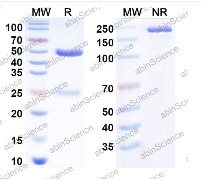 Abinscience Anti-Human APP Reference Antibody (Merck anti-Amyloid beta 19.3, RUO) (HY235266)