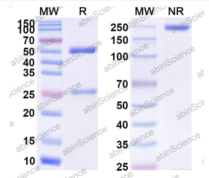 Abinscience Anti-Human APP Reference Antibody (ABvac40, RUO) (HY235186) Abinscience Anti-Human APP Reference Antibody (ABvac40, RUO) (HY235186)