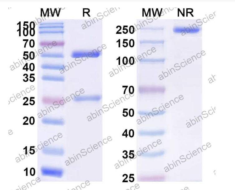 Abinscience Anti-Human APP Reference Antibody (CNTO 2125, RUO) (HY235206)