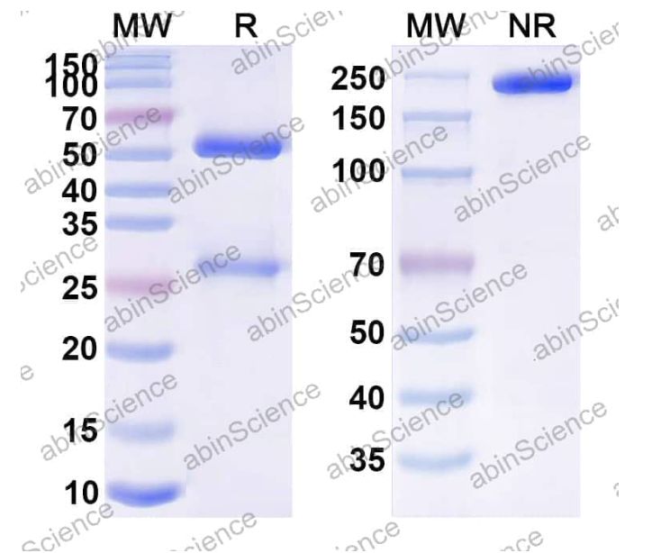 Abinscience Anti-Human APP Reference Antibody (GSK 933776, RUO) (HY235236)