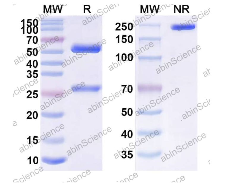 Abinscience Anti-Human APP Reference Antibody (AAB-003, RUO) (HY235116) Abinscience Anti-Human APP Reference Antibody (AAB-003, RUO) (HY235116)