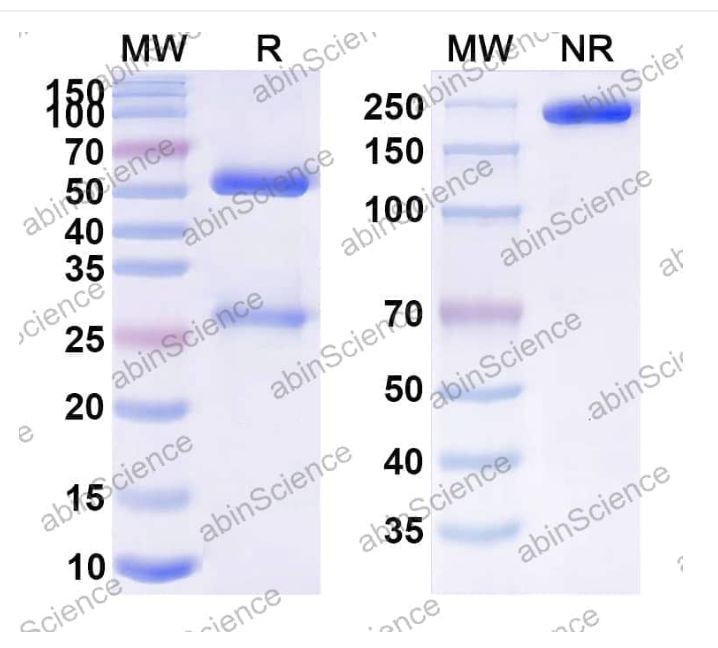 Abinscience Anti-Human APP Reference Antibody (DLX212, RUO) (HY235226)