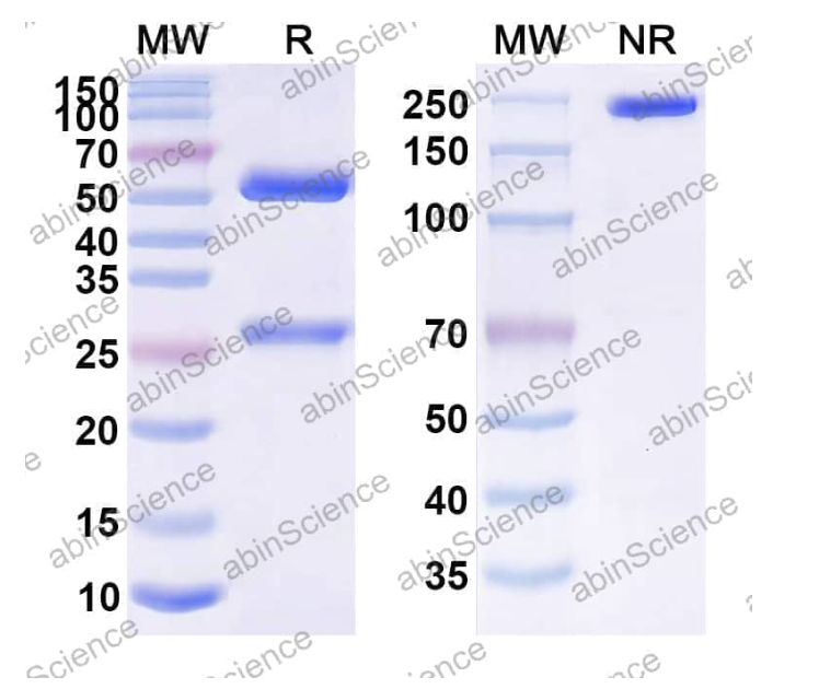 Abinscience Anti-Human APP Reference Antibody (SAR228810, RUO) (HY235106) Abinscience Anti-Human APP Reference Antibody (SAR228810, RUO) (HY235106)