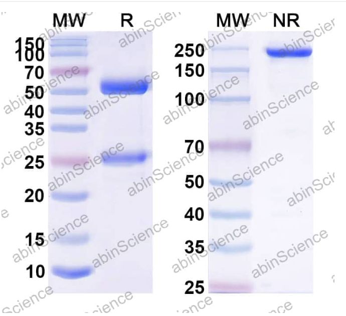 Abinscience Anti-Human APP Reference Antibody (scFv59, RUO) (HY235156)