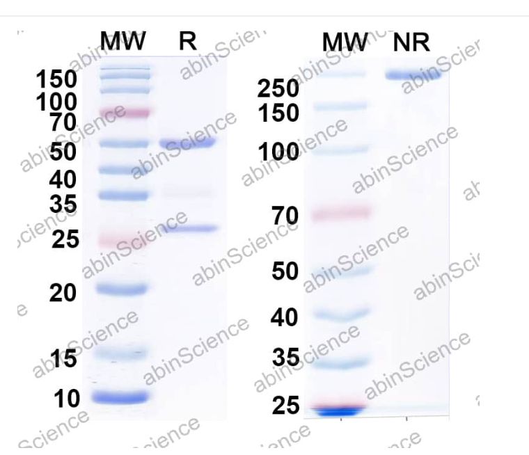 Abinscience Anti-Human Tau Reference Antibody (Moponetug, RUO) (HY086146)