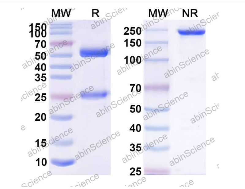 Abinscience Anti-Human APP Reference Antibody (MEDI8490, RUO) (HY235126)