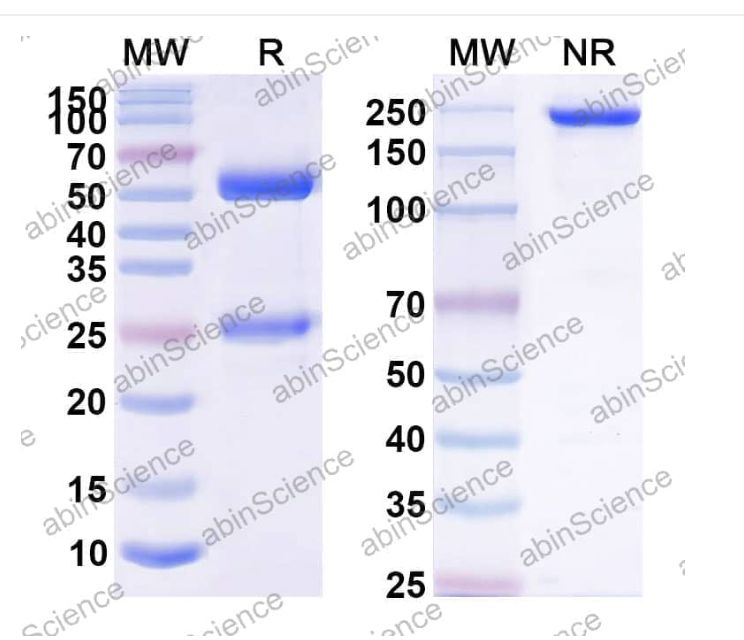 Abinscience Anti-Human APP Reference Antibody (PF-04382923, RUO) (HY235146)