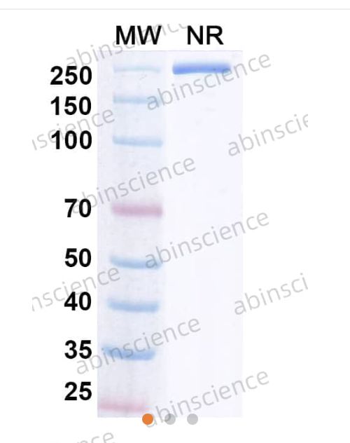 Abinscience Anti-Human TREM2 Reference Antibody (Iluzanebart, RUO) (HV166066)