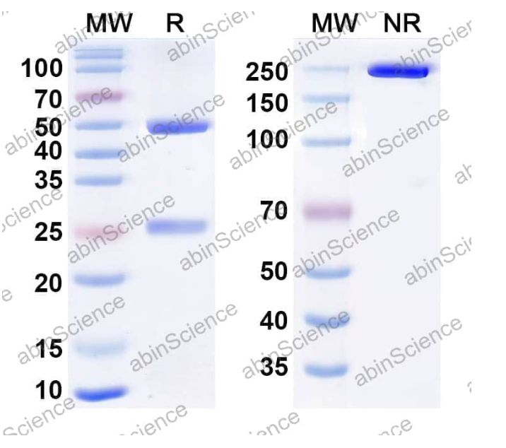 Abinscience Anti-Human TERM2 Reference Antibody (VGL101, RUO) (HV166046)