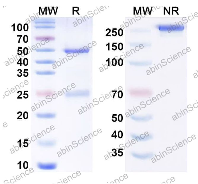 Abinscience Anti-Human BACE-1 Reference Antibody (Genentech anti-BACE1, RUO) (HX193016)