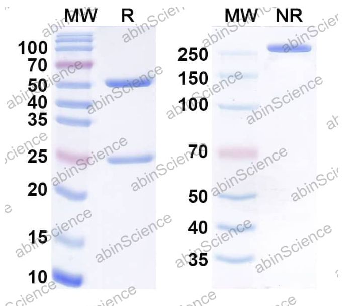 Abinscience Anti-Human Tau Reference Antibody (Etalanetug, RUO) (HY086106)