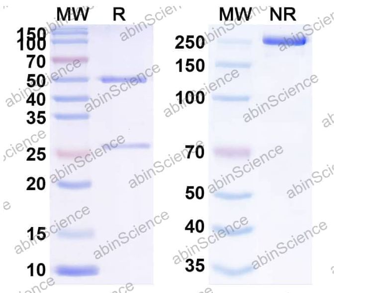 Abinscience Anti-Human Tau Reference Antibody (APNmAb005, RUO) (HY086076)