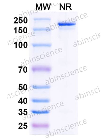 Abinscience Anti-Human Tau Reference Antibody (Bepranemab, RUO) (HY086056)