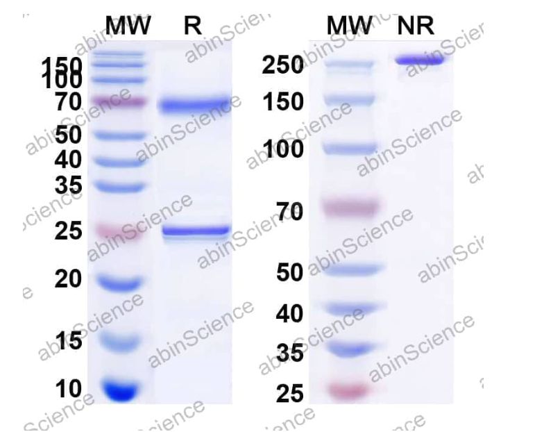 Abinscience Anti-Human Tau Recombinant Antibody (IPN-002) (HY086107)