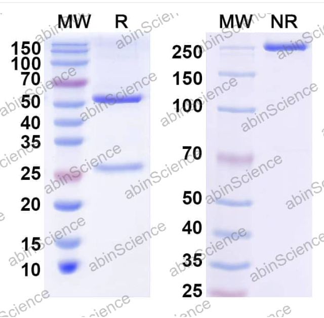 Abinscience Anti-Human APP Recombinant Antibody (15C11) (HY235113)