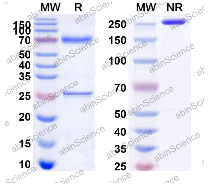 Abinscienc eAbinscience Anti-Human Tau Reference Antibody (Bepranemab, RUO)