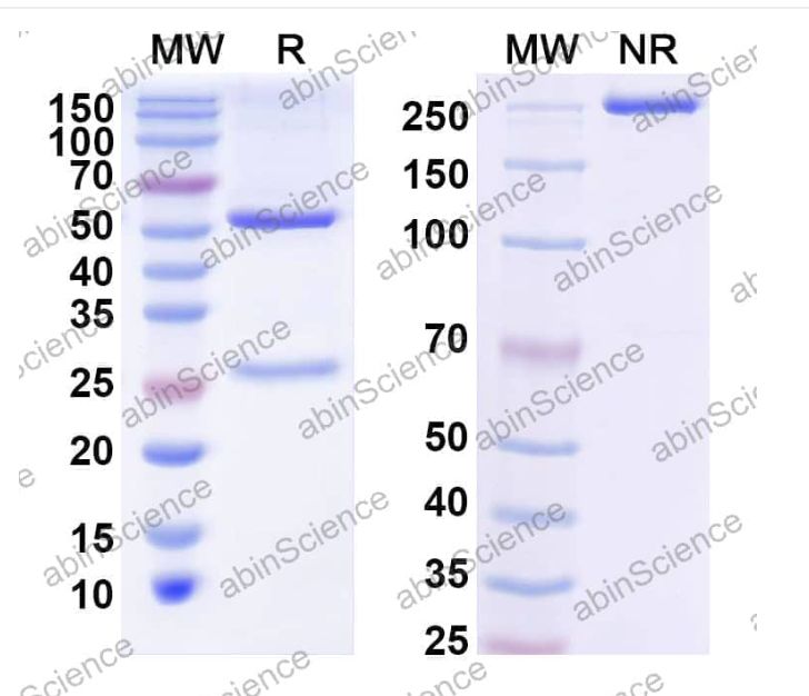 Abinscience Anti-Human APP Recombinant Antibody (22D12) (HY235123)