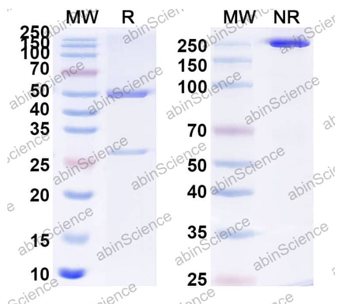 Abinscience Anti-Human APP Recombinant Antibody (WO2) (HY235093)