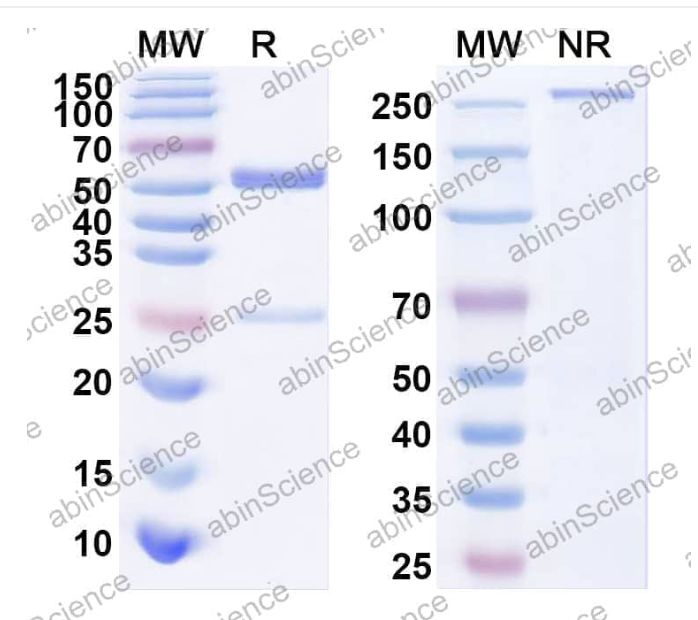 Abinscience Anti-Human APP Recombinant Antibody (PFA2) (HY235083)