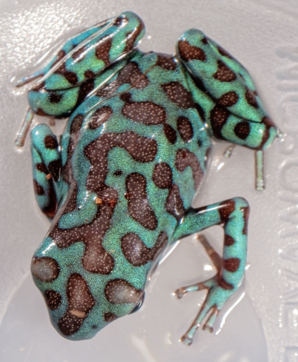 Dendrobates Auratus