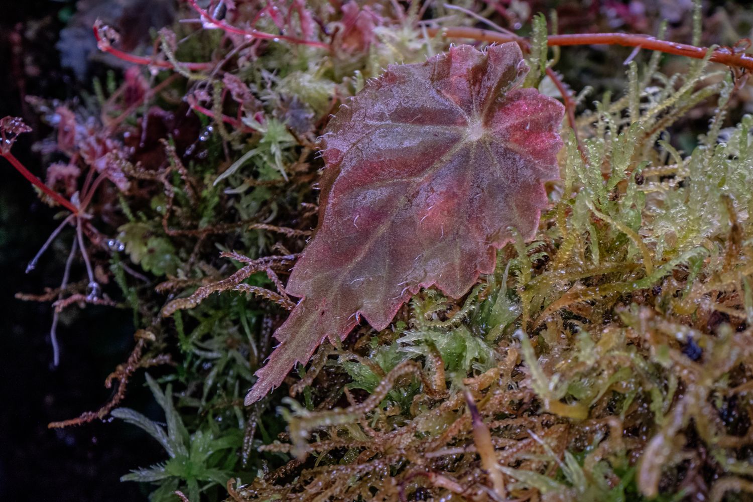 Begonia Maldanado
