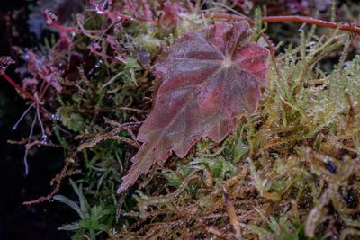 Begonia Maldanado