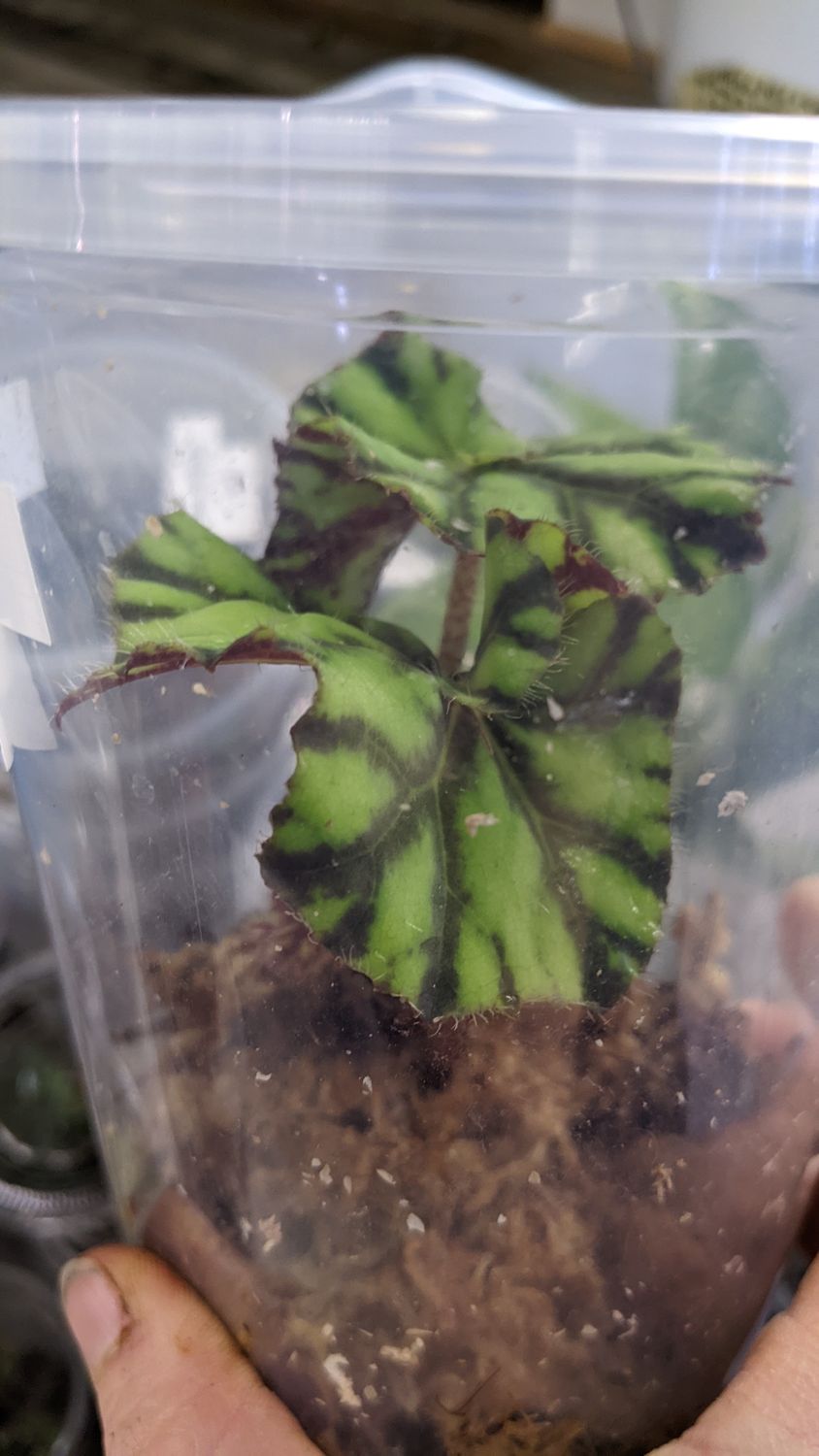 Begonia Bowera Tiger Paw