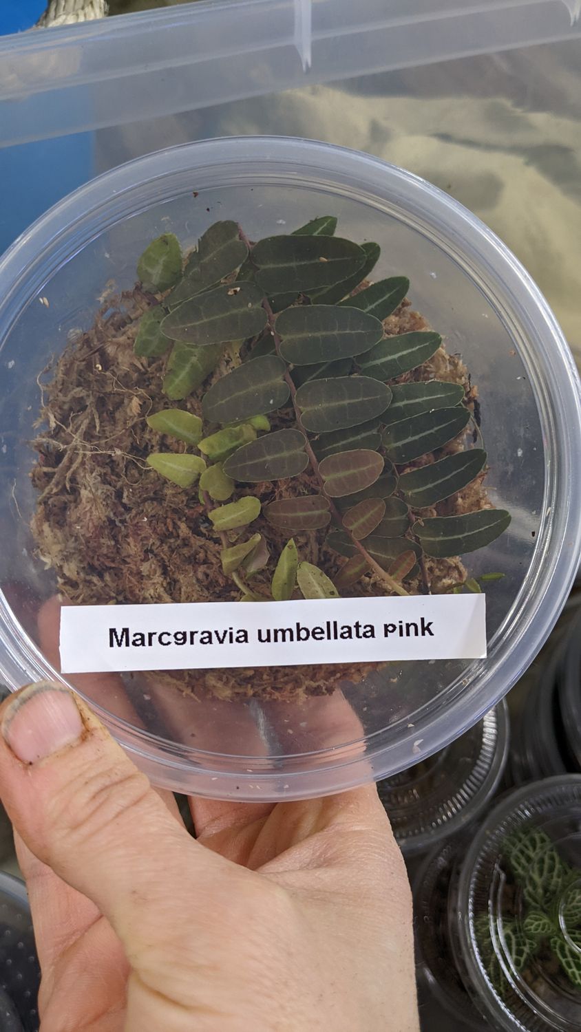 Marcgravia Umbellata Pink