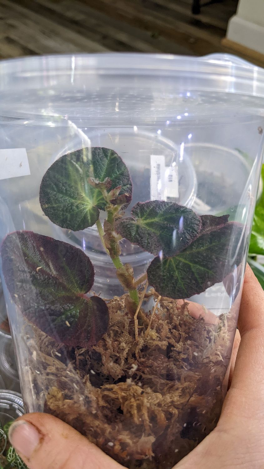 Begonia Manuaus