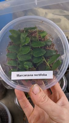 Marcgravia Rectifolia