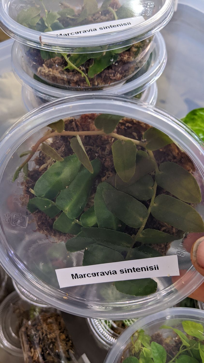 Marcgravia Sintenisii