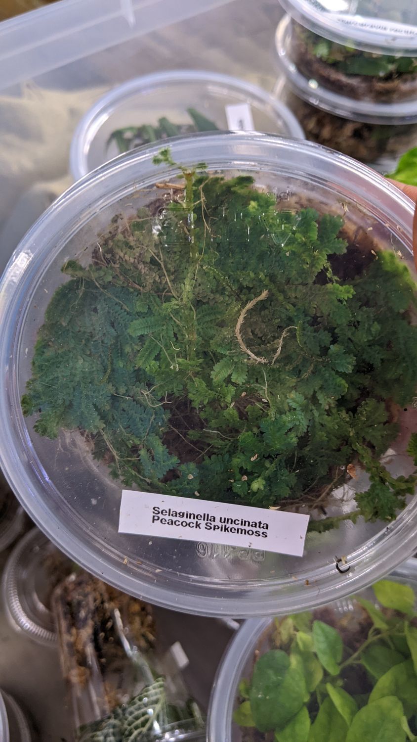 Selaginella uncinata (Peacock Moss)