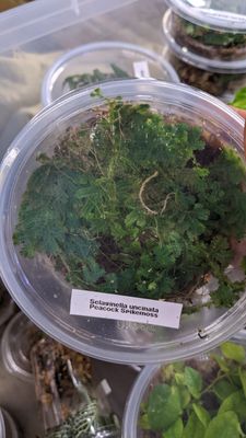 Selaginella uncinata (Peacock Moss)