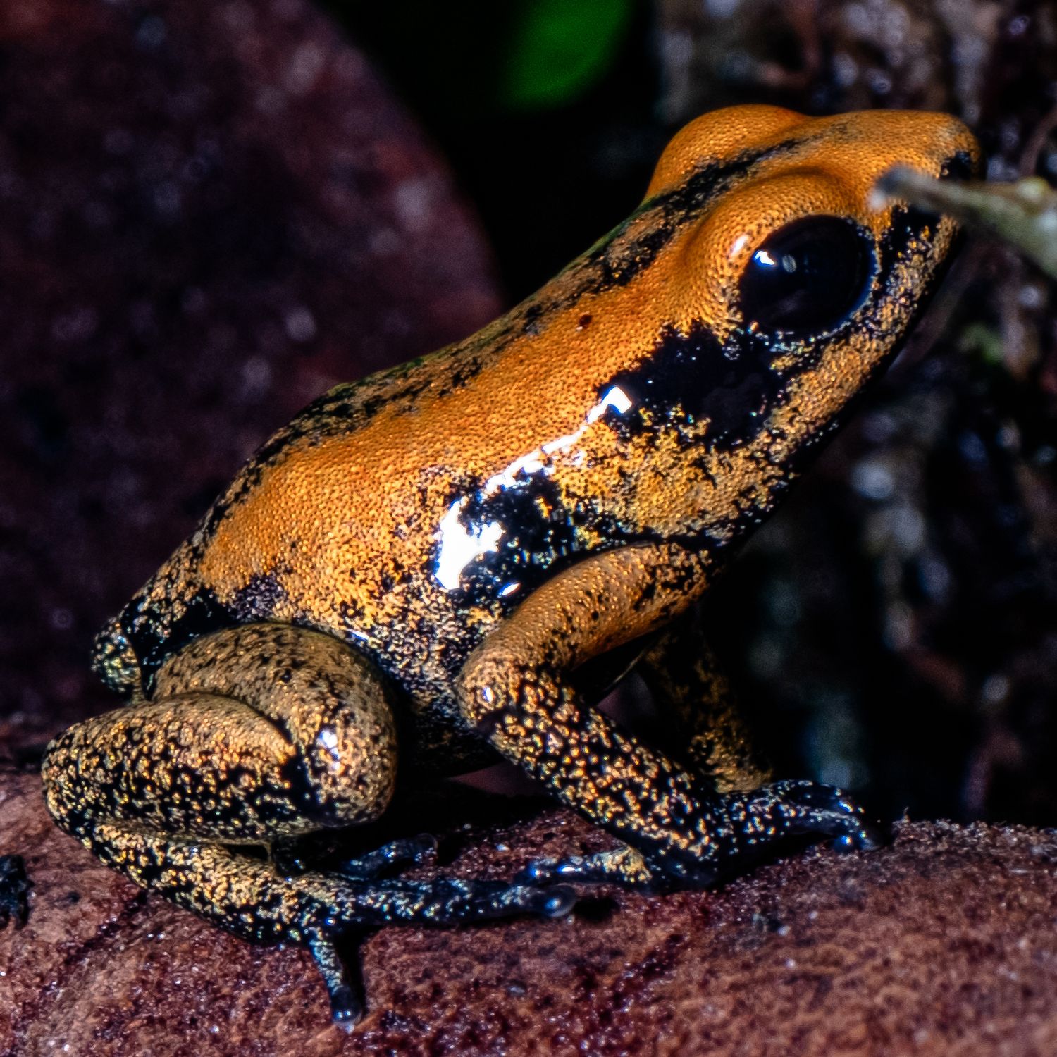 Terribilis Orange