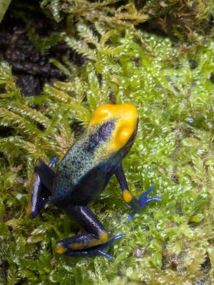 Dendrobates tinctorius Tumucumaque